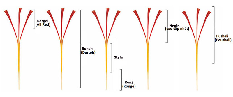 7 Tác Dụng Kỳ Diệu Của Nhụy Hoa Nghệ Tây(saffron) 7 Tác Dụng Kỳ Diệu Của Nhụy Hoa Nghệ Tây(saffron)