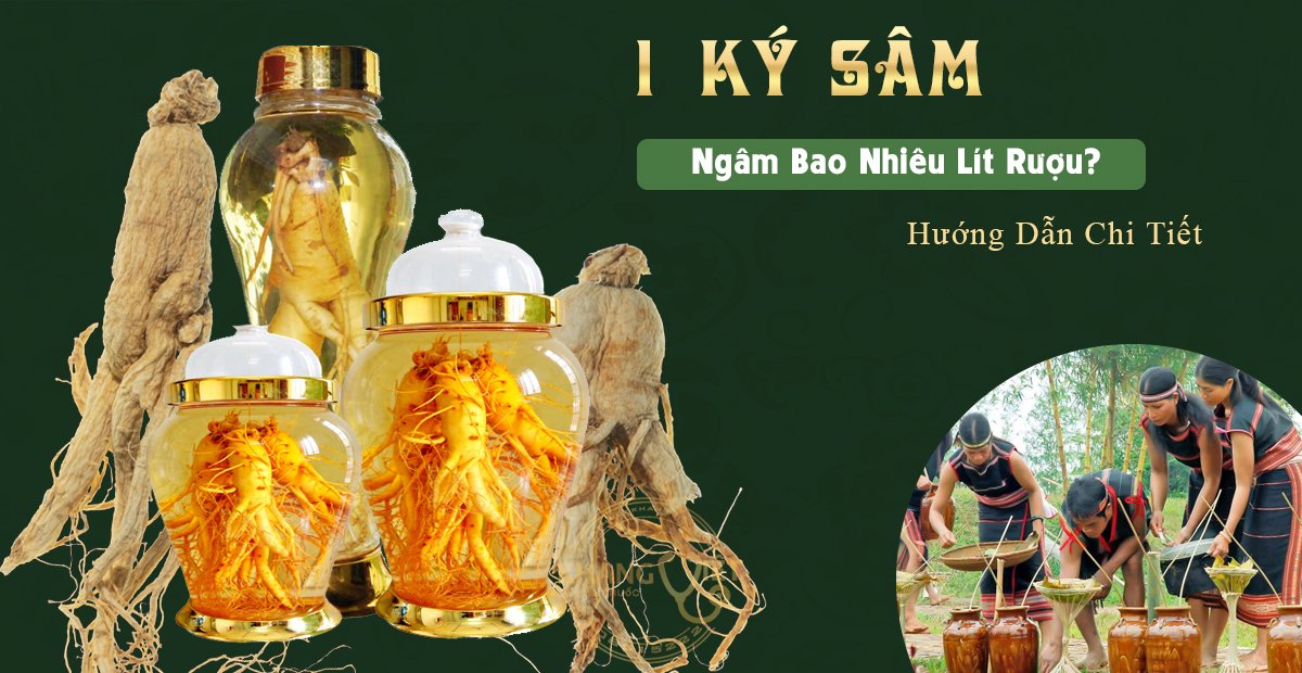  1kg Sâm Ngâm Bao Nhiêu Lít Rượu